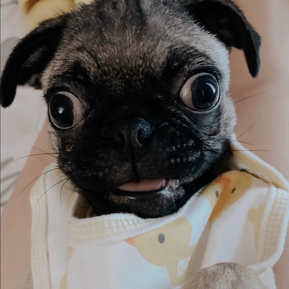 Meet your Posher, Carlos - Picture 1 of 1